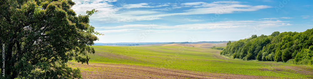 Wide panorama with spring field and trees on the edge of the field