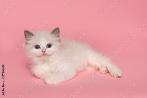 Cute ragdoll kitten with blue eyes lying down on a pink background looking at the camera seen from the side © Elles Rijsdijk