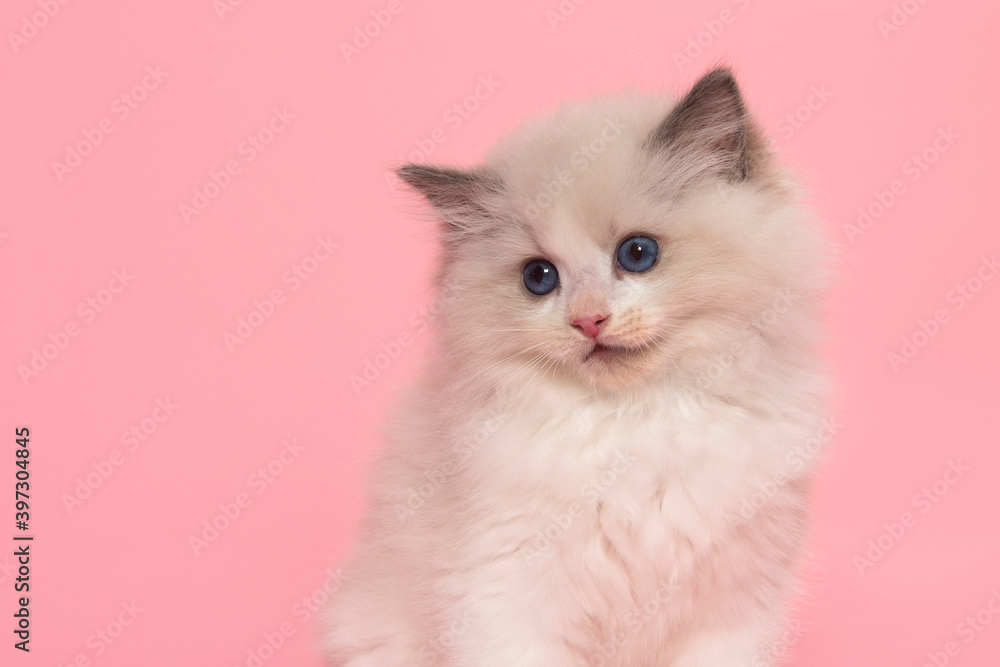 Cute ragdoll sale