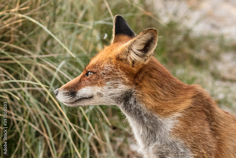 Fototapeta premium fuchs