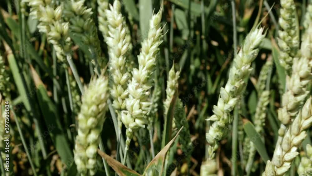 Wheat Wheat