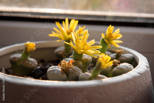 Yellow lithops flowers in a white flower pot on the windowsill photo