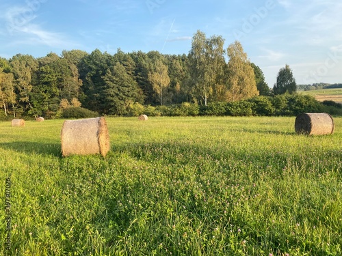 hay bales in the field