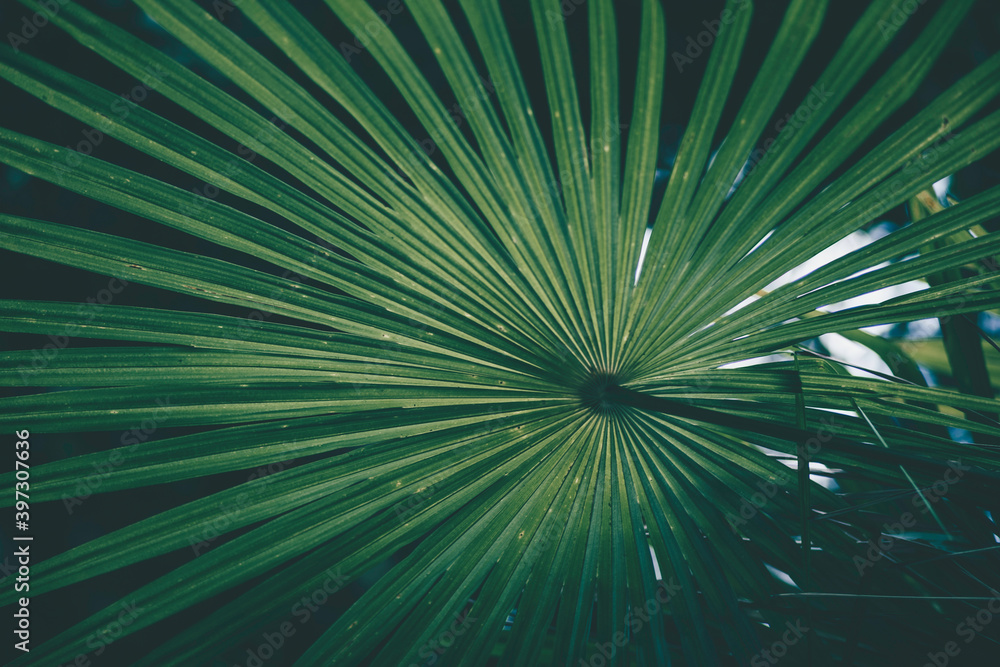 palm leaf palm leaf