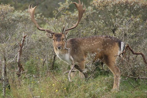A large fallow deer with antlers in the Dutch green dunes looking into the camera