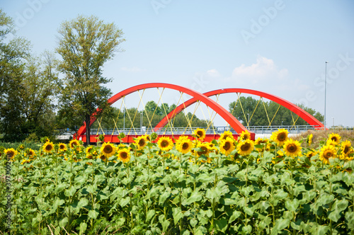Red bridge in the background with sunflower field in front of it photo