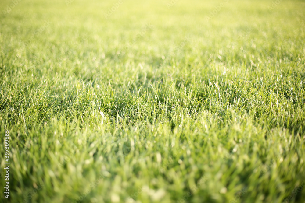 Green grass background in sunny summer day