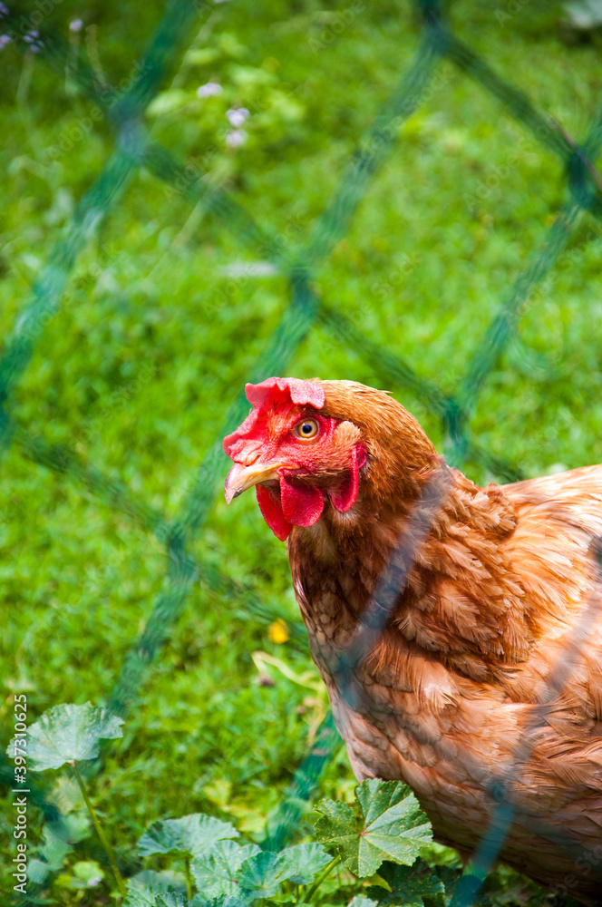 Brown egg-laying hen at the farm with green chain link fence in front