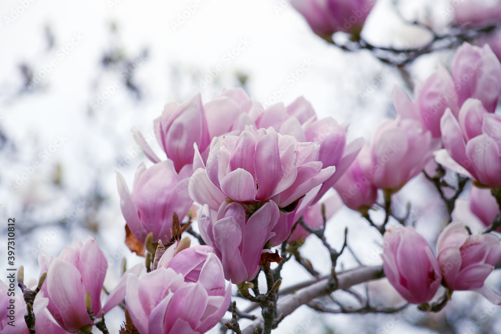pink magnolia tree blossom