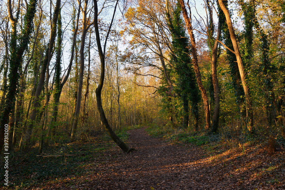 Obraz premium L'arbre chancelant sur un chemin du bois de la vallée à Jouy-le-Moutier (95280), département du Val-d'Oise en région Île-de-France, France