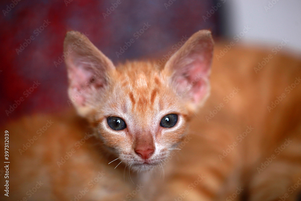 animal closeup photography - portrait of a red kitten, with big ears, short whiskers and blue eyes, sitting, looking into camera, outdoors on a sunny day in the Gambia, Africa