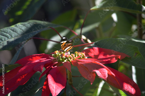 butterfly on flower