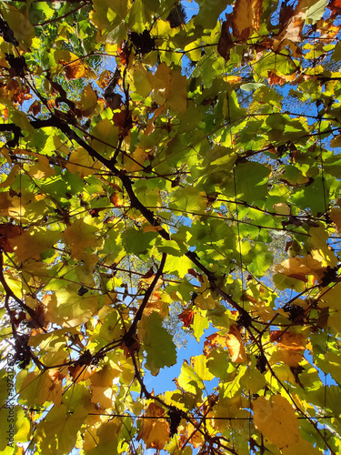 autumn leaves background