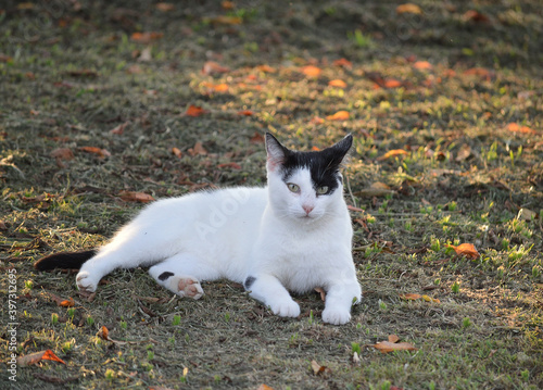 cat on the grass