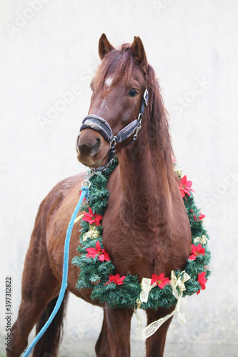 Adorable young mare with festive wreath decoration as a New Year and Christmas mood © acceptfoto