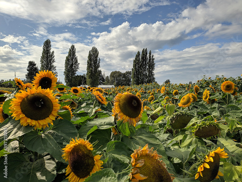 sunflowers in the field
