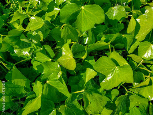green leaves background
