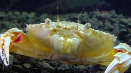 Medium shot, portrait of a Swimming crab (Macropipus holsatus), Black Sea photo