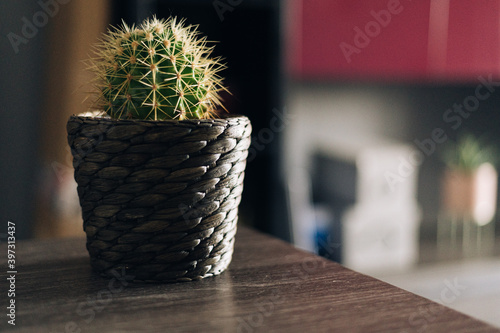 small cactus in a pot on a table at home photo