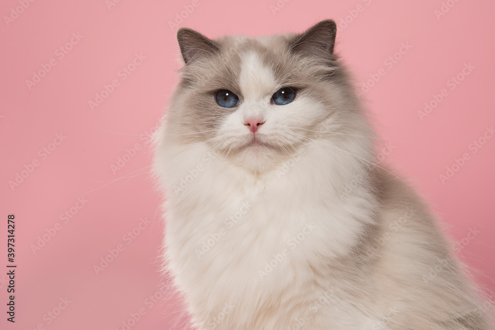 Portrait of a cute ragdoll cat with big blue eyes looking  at the camera on a pink background