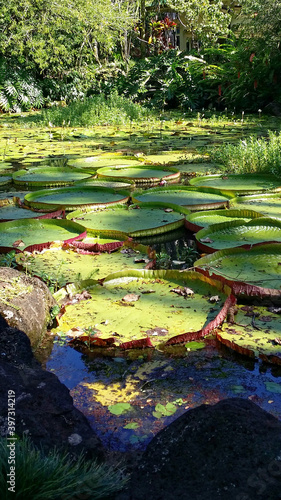 Lilly pads  © Nomad's Lens