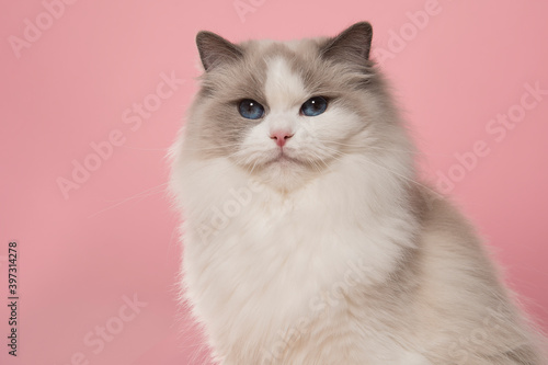 Portrait of a cute ragdoll cat with big blue eyes looking at the camera on a pink background