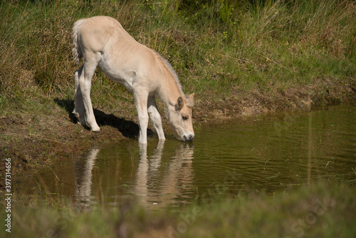 Cute young Norwegian Fjord horse foal outdoors on a sunny day drinking from a pond