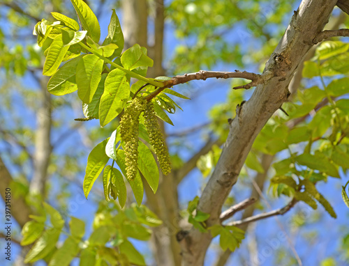 A branch with earrings of ash-leaved lapina (Pterocarya fraxinifolia)