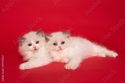 Two cute ragdoll kittens with blue eyes lying down together on a red background © Elles Rijsdijk