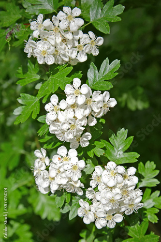 Blossoming hawthorn (Crataegus monogyna Jacq.) photo