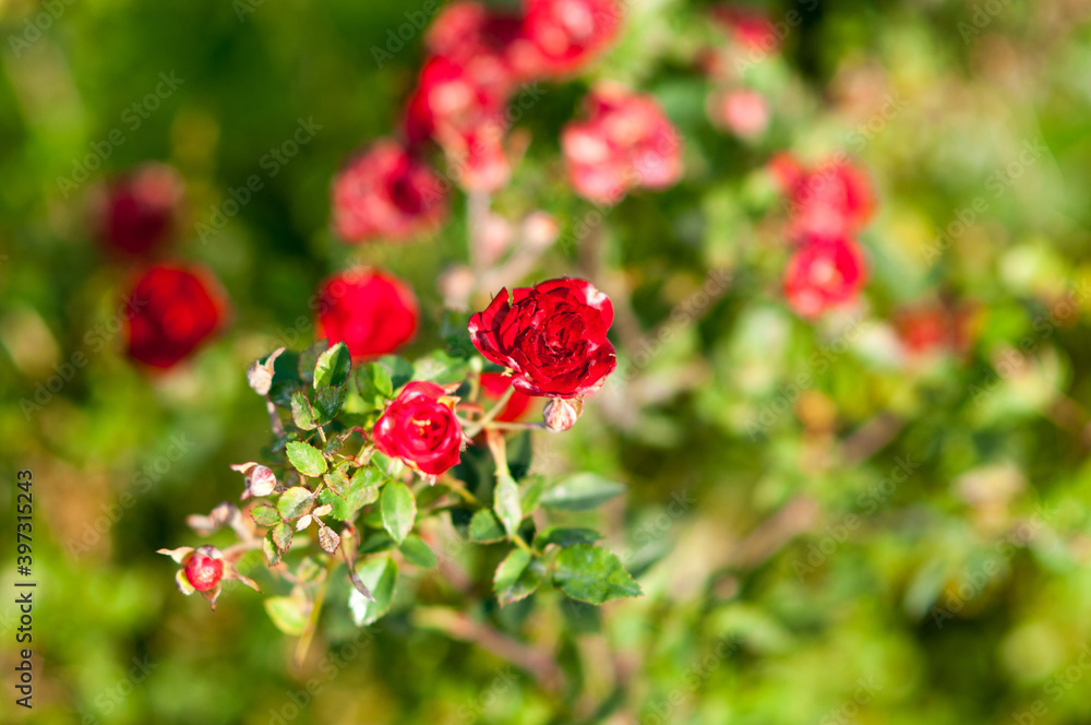 Rosa chinensis 'Minima'. Miniature red roses bush Rosa chinensis 'Minima'. Miniature red roses bush