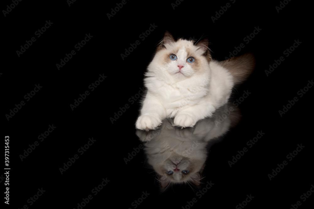 Pretty ragdoll cat with blue eyes lying down looking at the camera on a black background with reflection