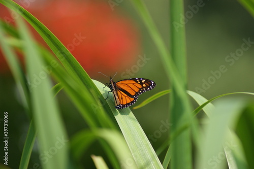 Butterfly sitting on green leaves