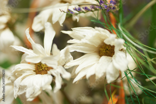 Pochylone białe kwiaty usychają powoli