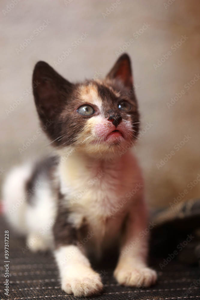 animal closeup photography - portrait of a tricolor kitten, with big ears, short whiskers and blue eyes, sitting, looking into camera, outdoors on a sunny day in the Gambia, Africa
