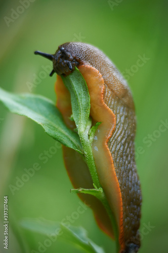 Dorodny ślimak smacznie zajada zielony liść.