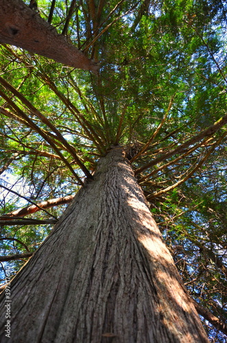Giant Cedar Tree