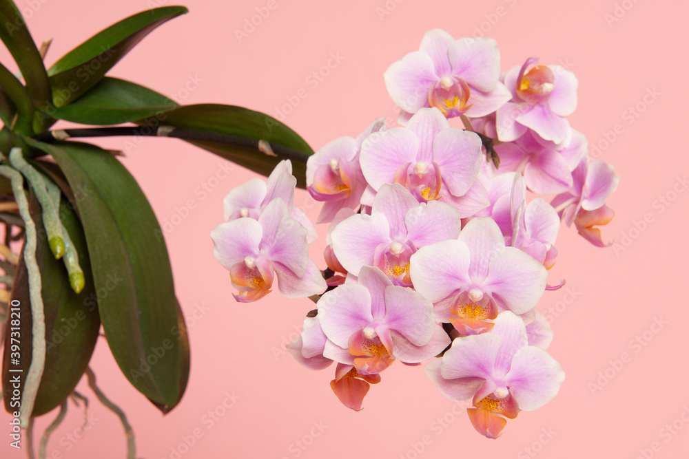 Obraz premium Blooming pink orchid flowers with green leaves on a pink background