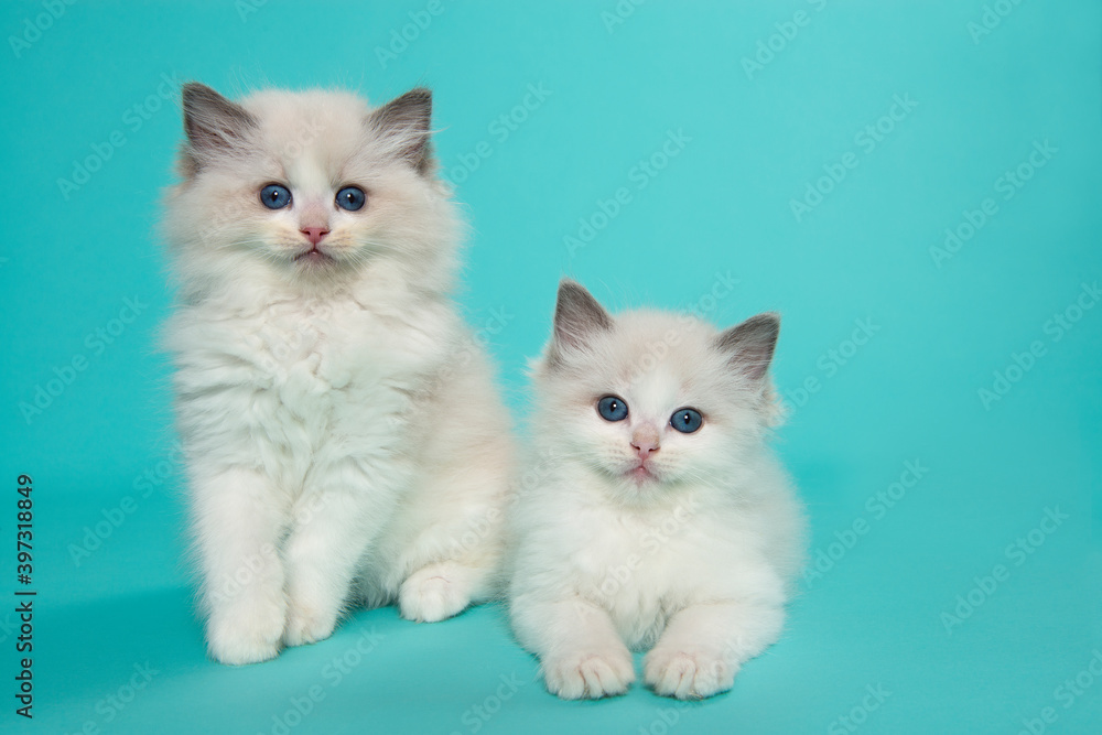 Two cute ragdoll cat kittens with blue eyes looking at the camera, one sitting one lying down on a blue background