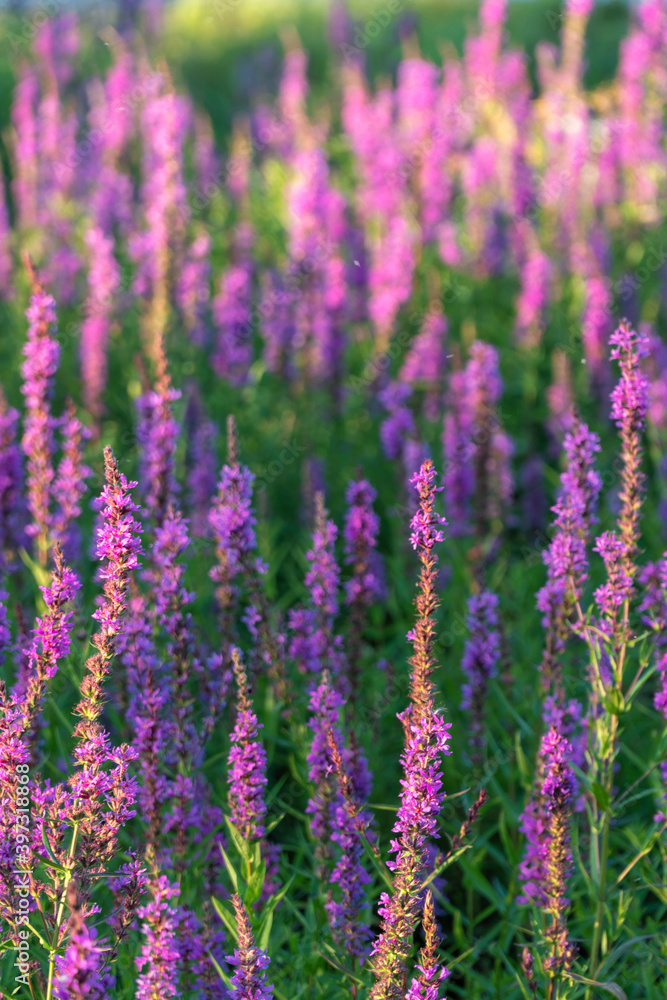 Obraz premium flower background