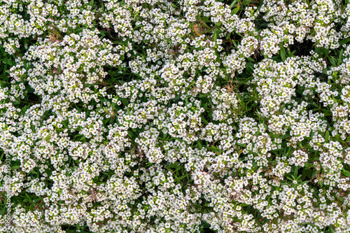 flower background