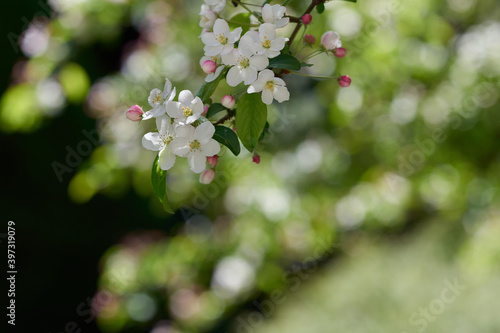 Gałązki jabłoni w wiosennych kwiatach z pięknym rozmyciem tła
