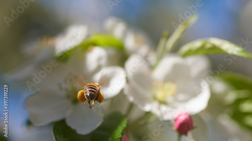 Wiosną, pszczoły pracowicie zapylają owocowe drzewa 