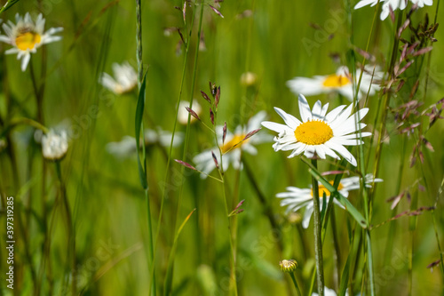 summer beauty