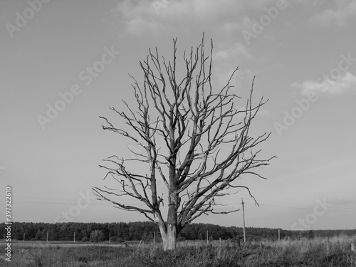 Dead withered tree in the field