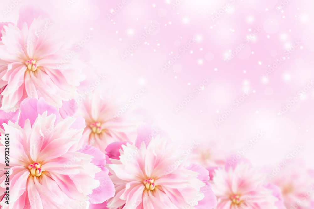 Pink peonies close-up soft focus. Floral pink background Pink peonies close-up soft focus. Floral pink background