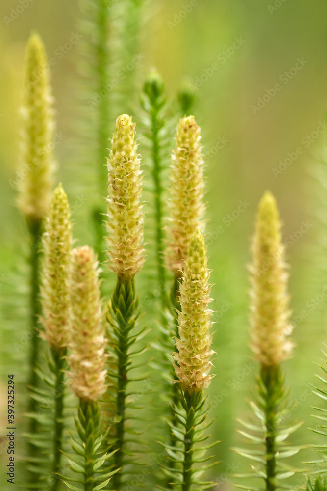Stiff clubmoss (Lycopodium annotinum) growing in Estonian nature Stiff clubmoss (Lycopodium annotinum) growing in Estonian nature