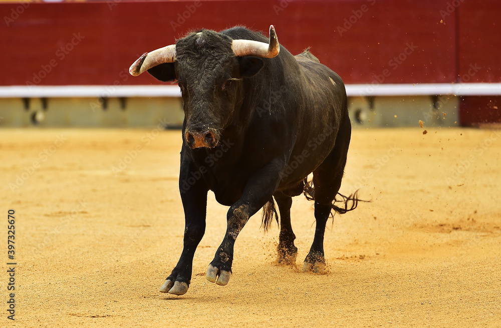 spanish black bull with big horns running in a traditional spectacle of bullfight on spain spanish black bull with big horns running in a traditional spectacle of bullfight on spain