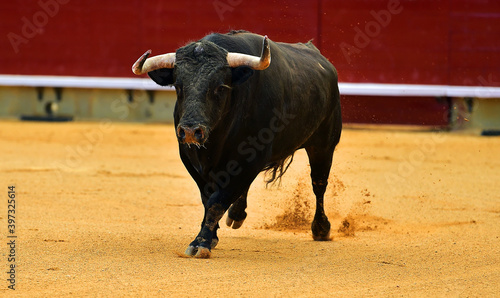 spanish black bull with big horns running in a traditional spectacle of bullfight on spain
