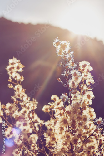 White dried flowers against the setting sun. Beauty in nature. Pastel colors. Selective focus. Vertical image. photo